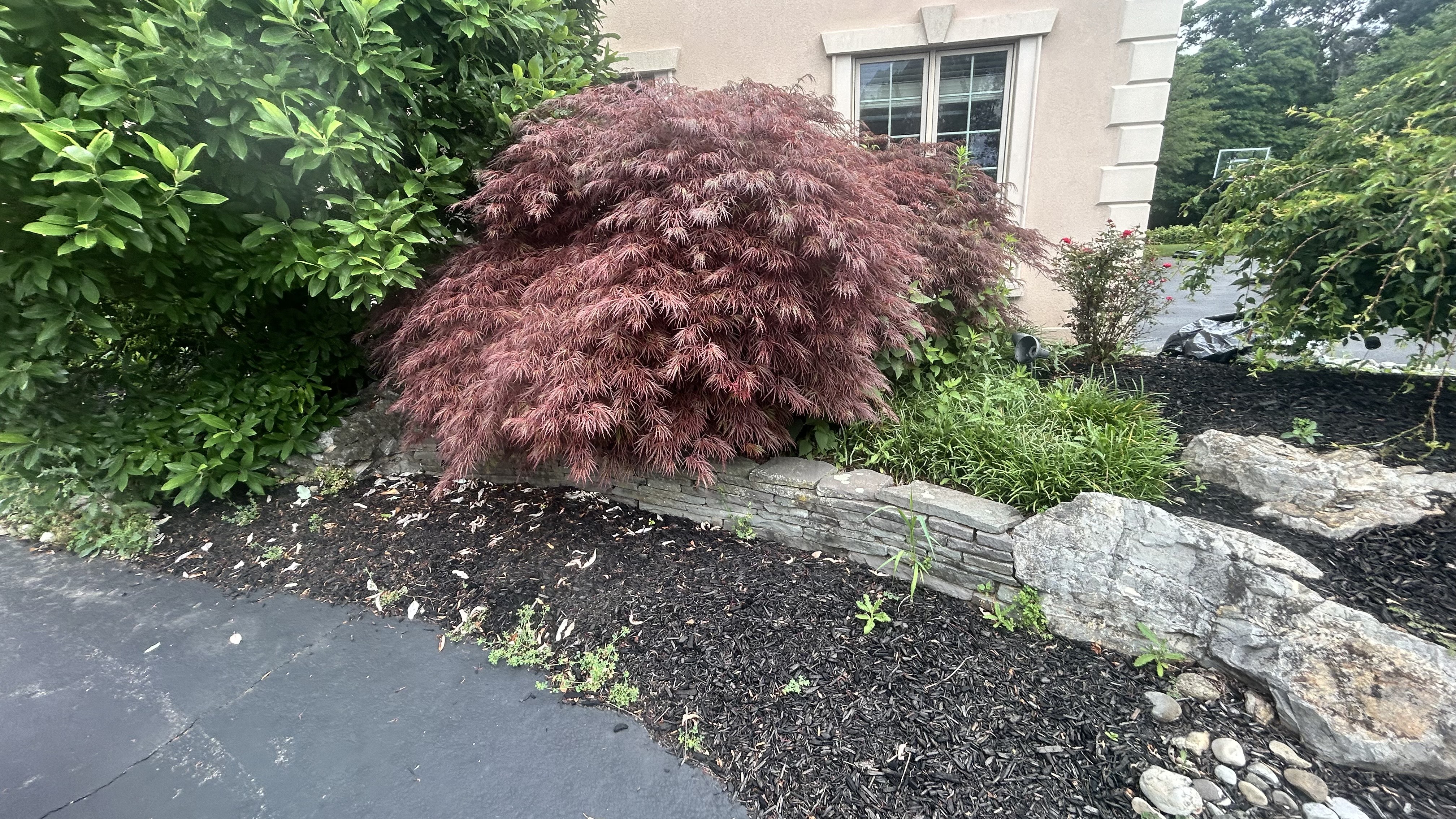 After: Beautiful Japanese maple transformation with professional stone work and mulch