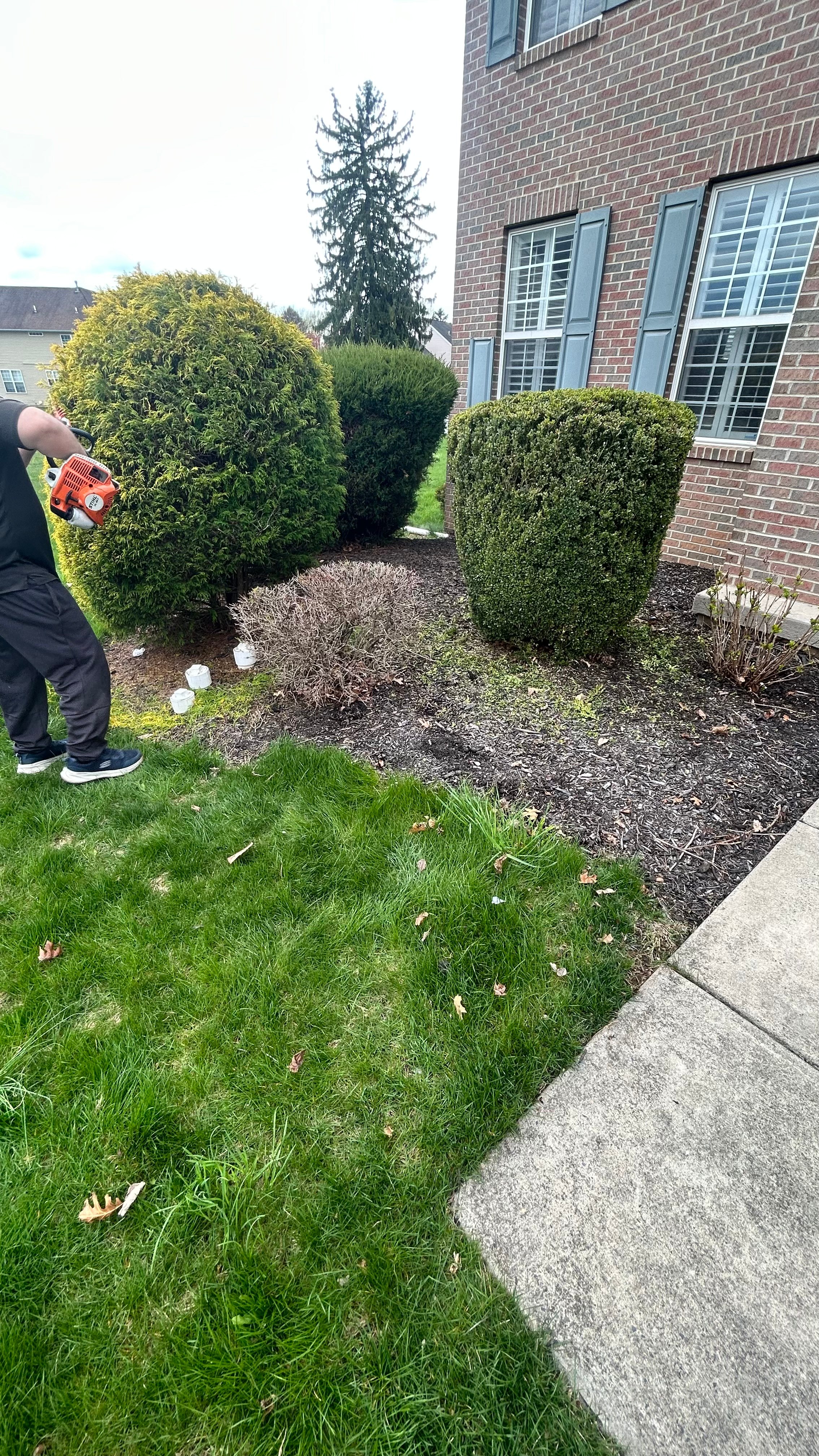 Professional Landscaper Using Trimming Equipment on Well-Maintained Boxwood Shrubs and Hedges