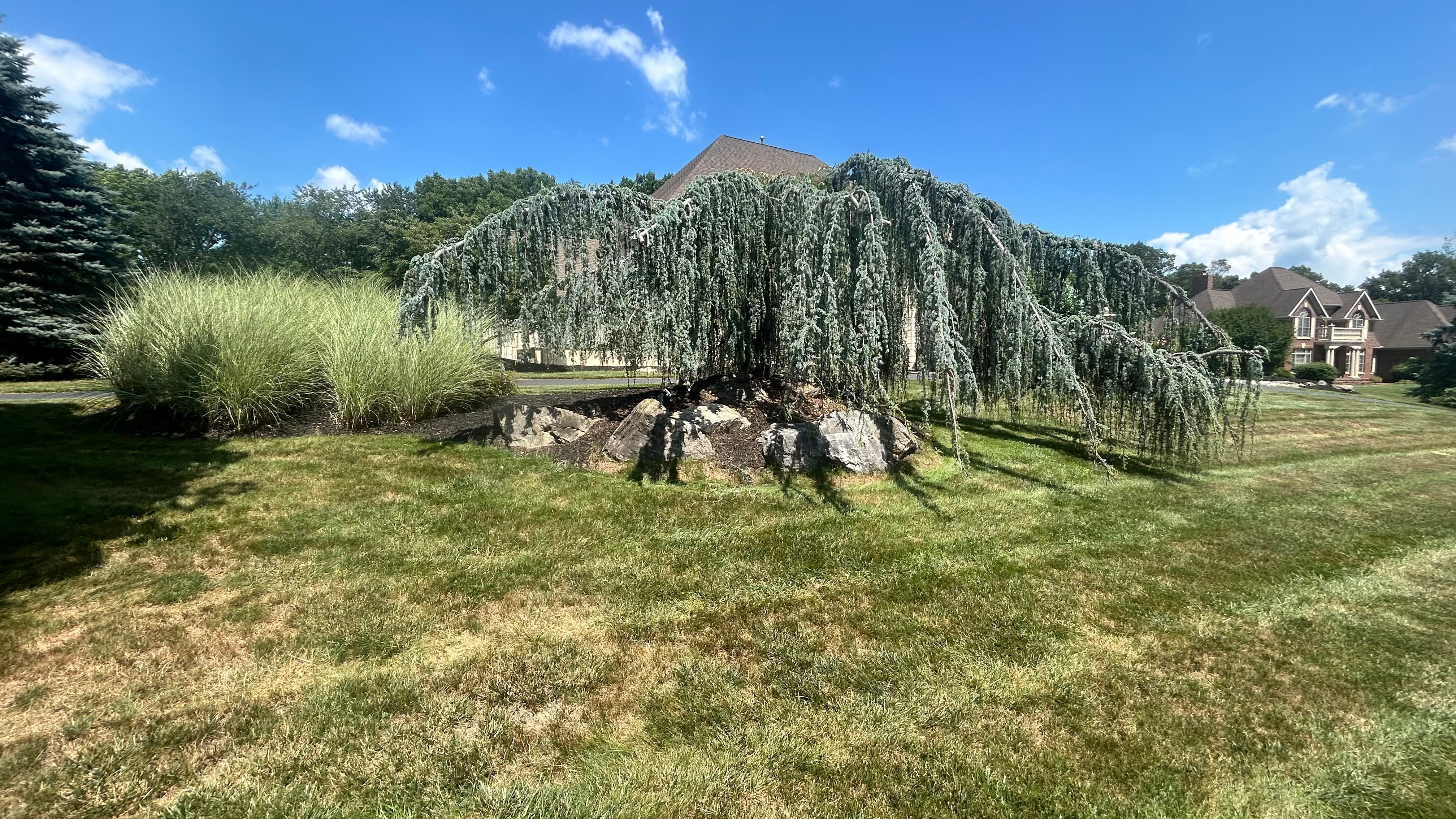 Stunning Weeping Willow Tree Landscape Design with Ornamental Grasses, Decorative Rock Arrangements, and Professional Landscaping